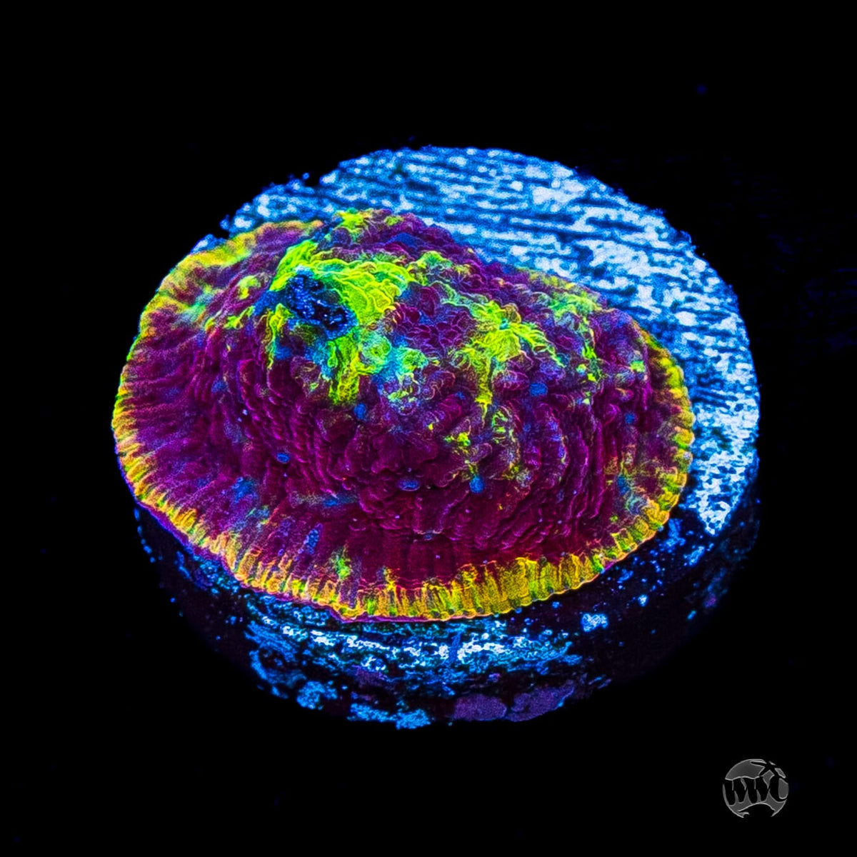WWC Immolation Lithophyllon