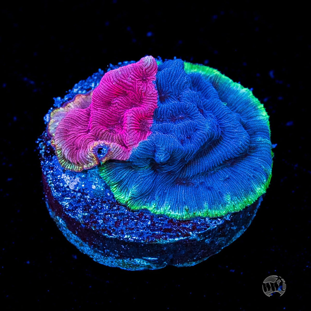 WWC Grafted Flamingo Leptoseris