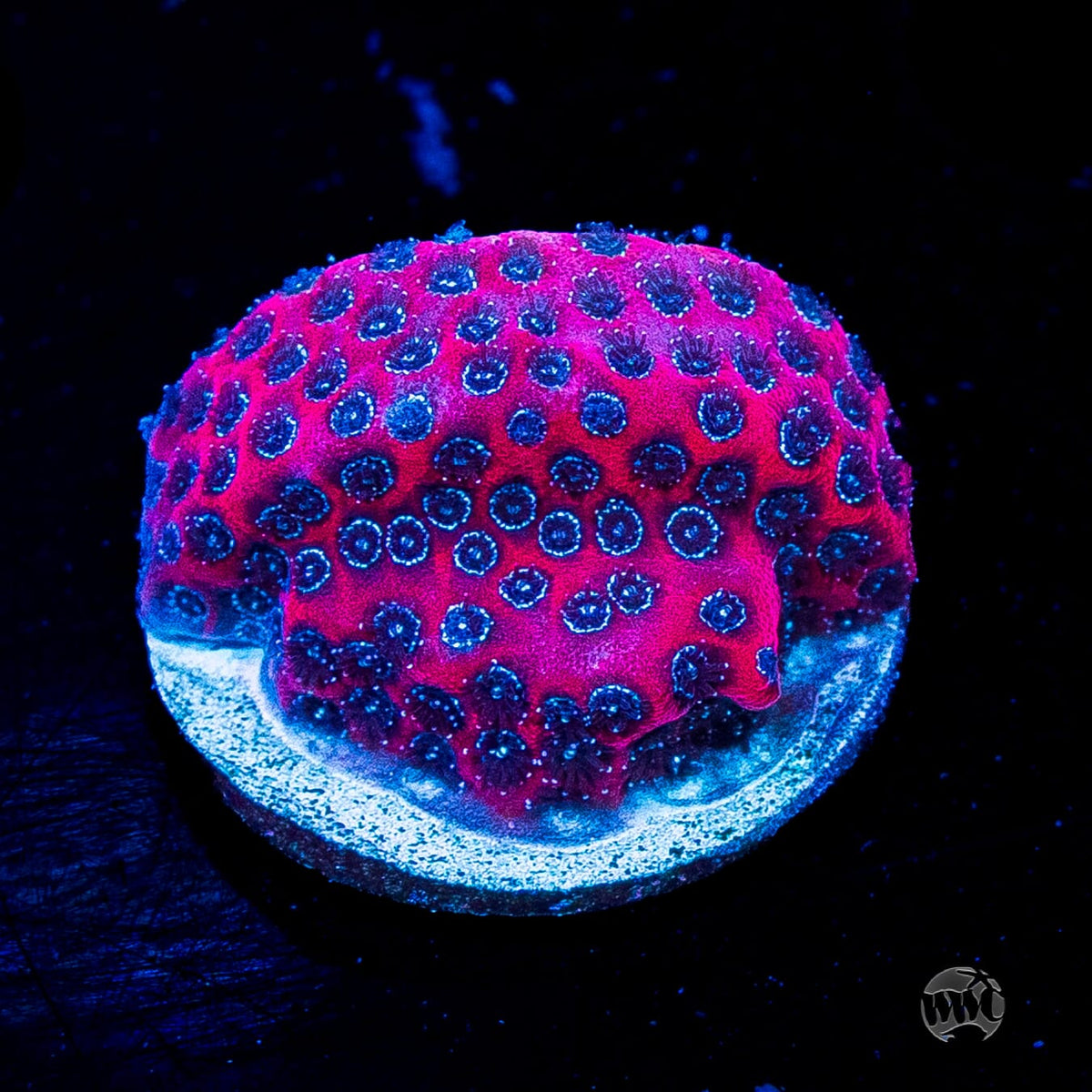 Darth Maul Porites