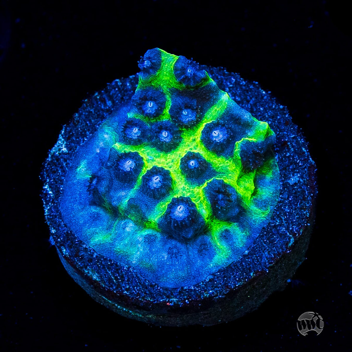 Jason Fox Master PPE Cyphastrea