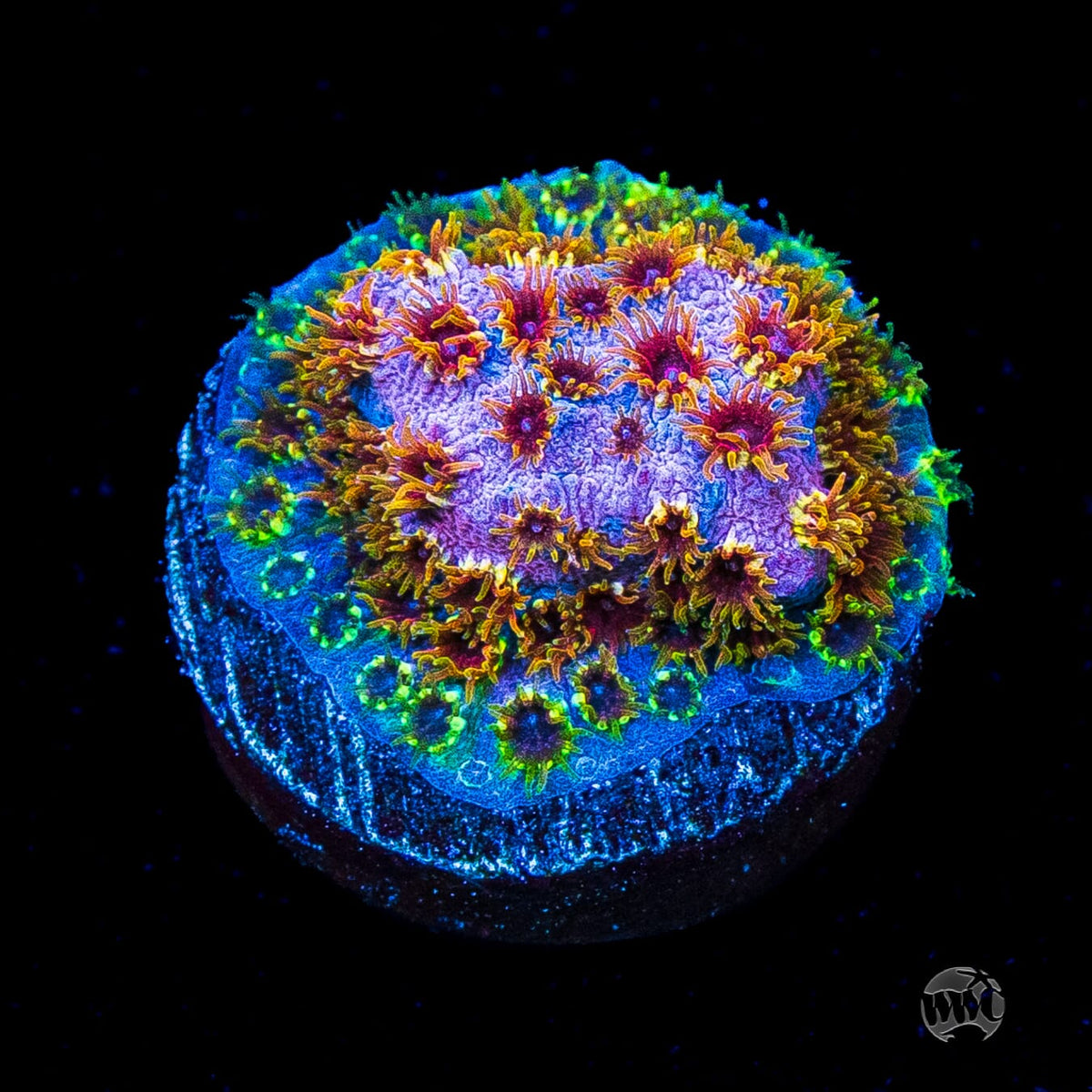 WWC Skittlez Bomb Cyphastrea