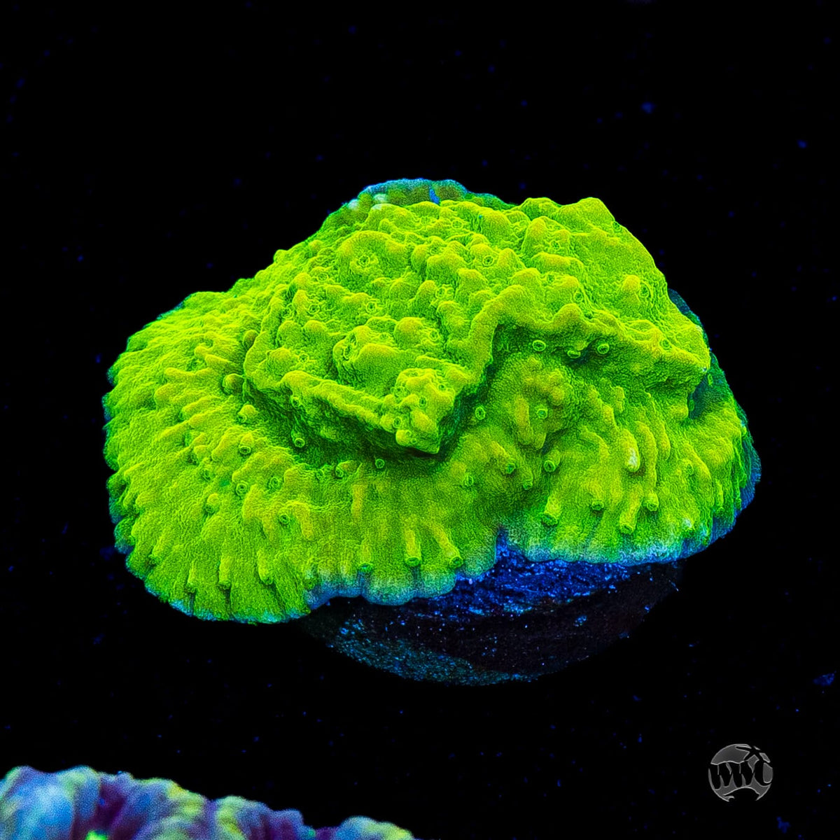 WWC Money Shot Montipora
