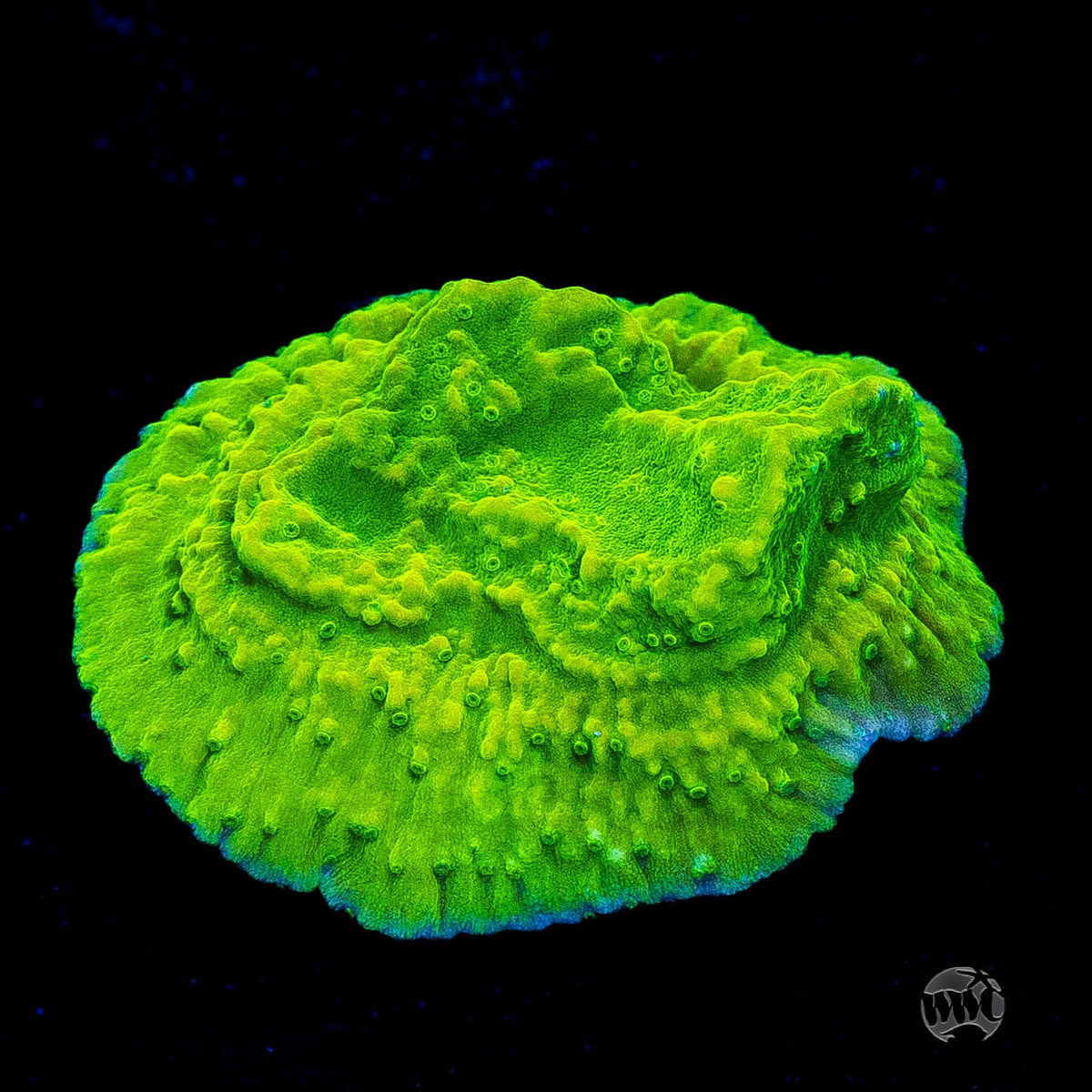 WWC Money Shot Montipora