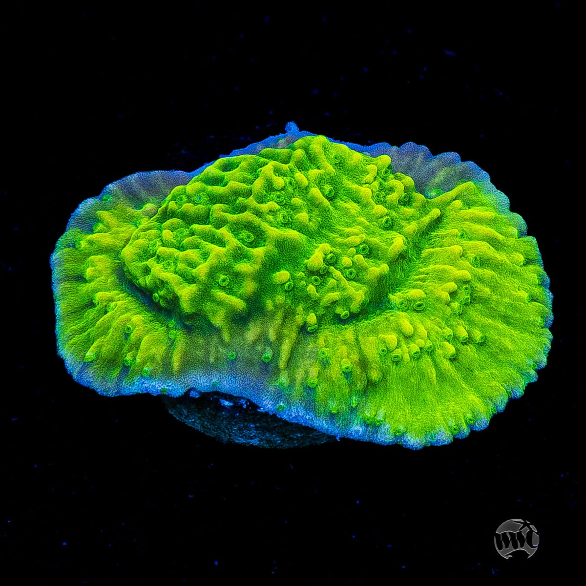 WWC Money Shot Montipora