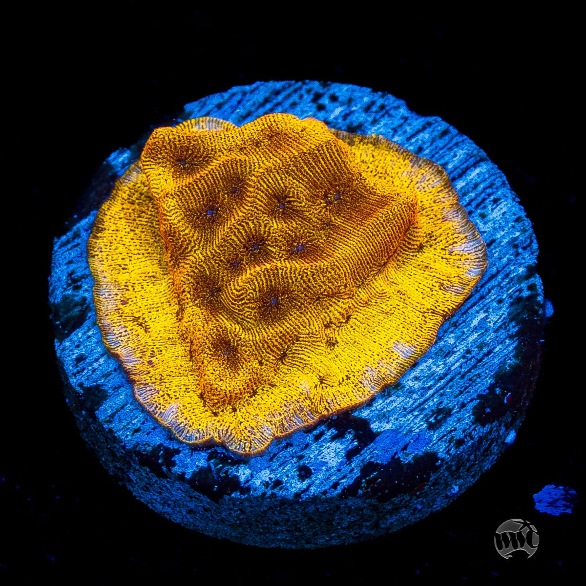 CC Tangerine Juice Leptoseris