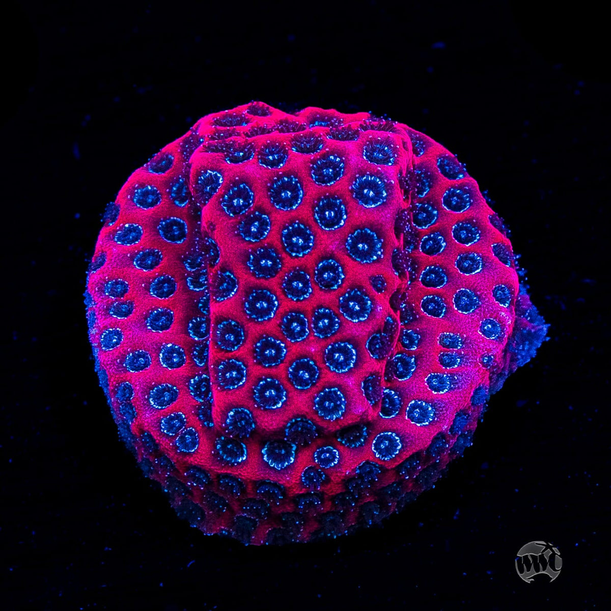 Darth Maul Porites