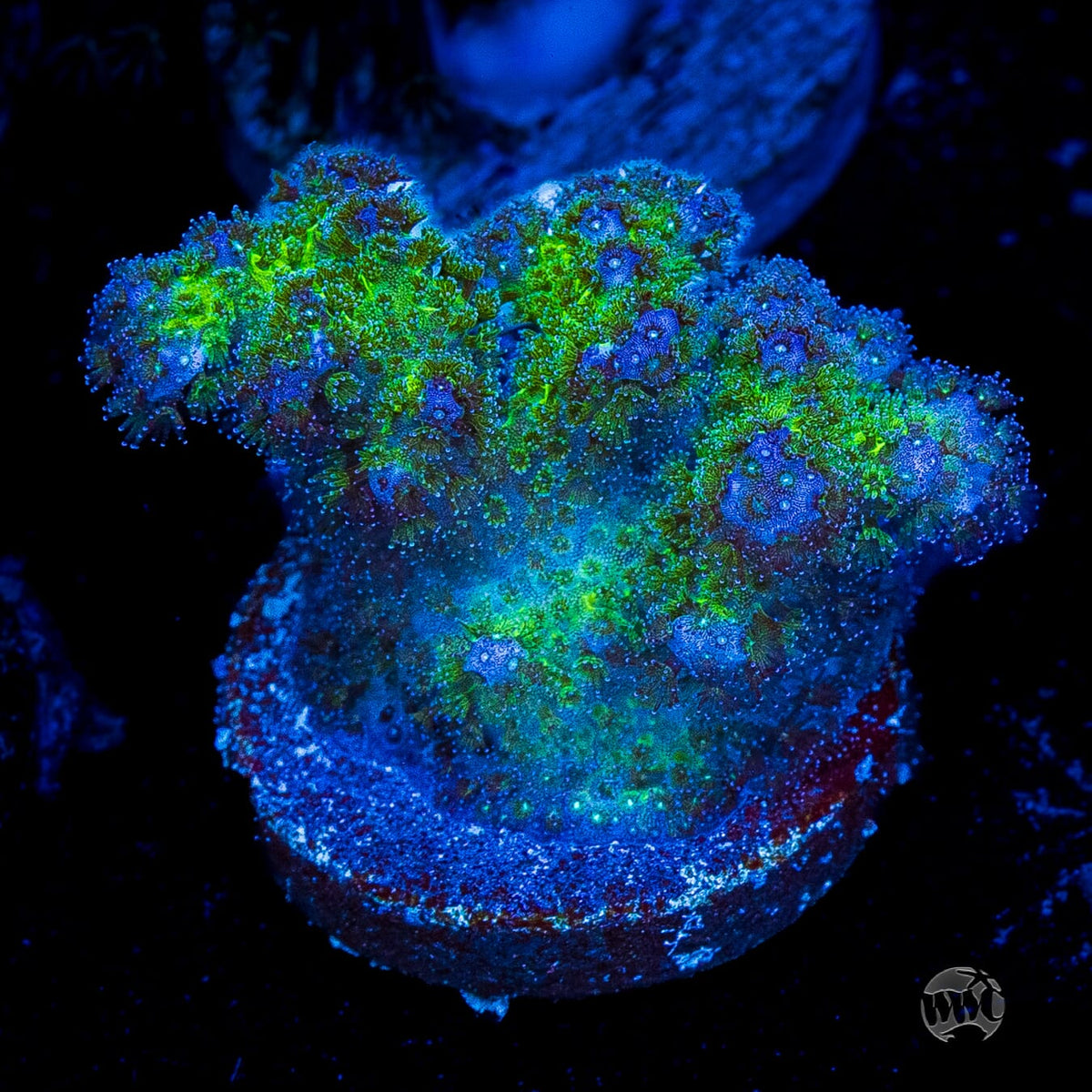 WWC Rainbow Pocillopora