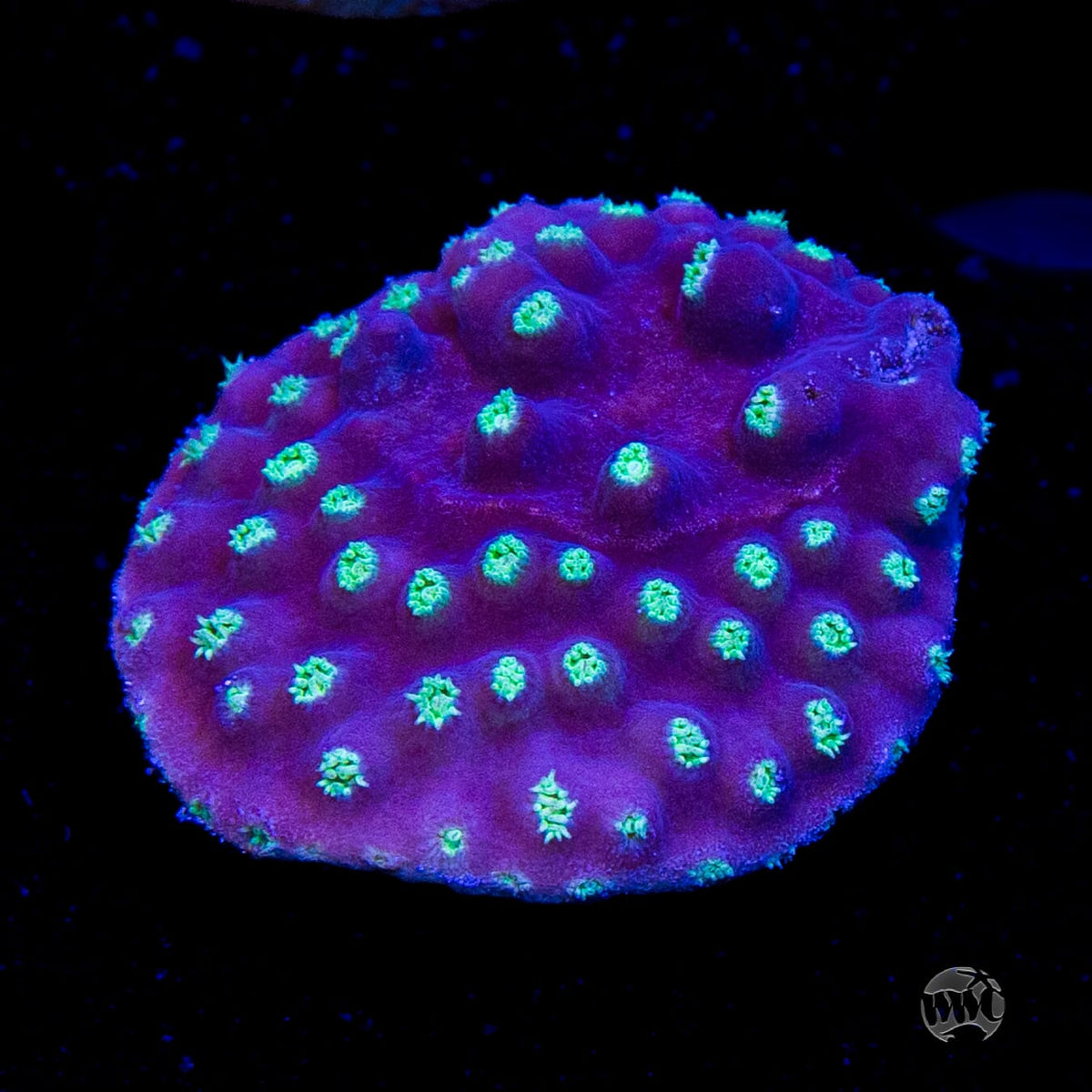 WWC Purple Scroll Turbinaria