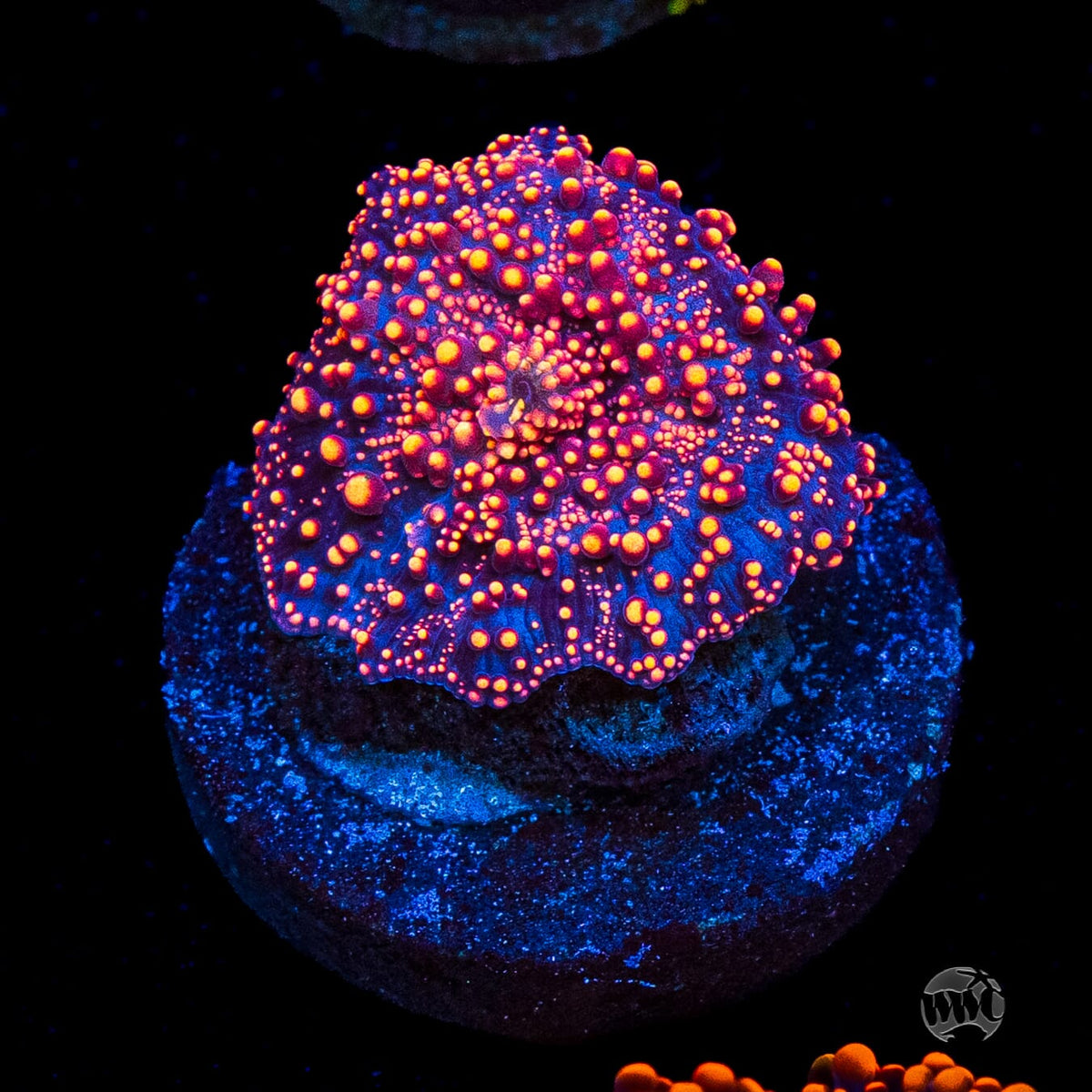 Interstellar Disco Mushroom
