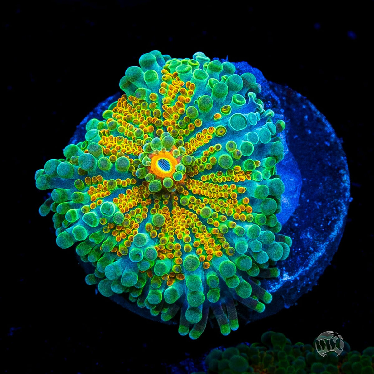 Tropical Sunrise Yuma Mushroom