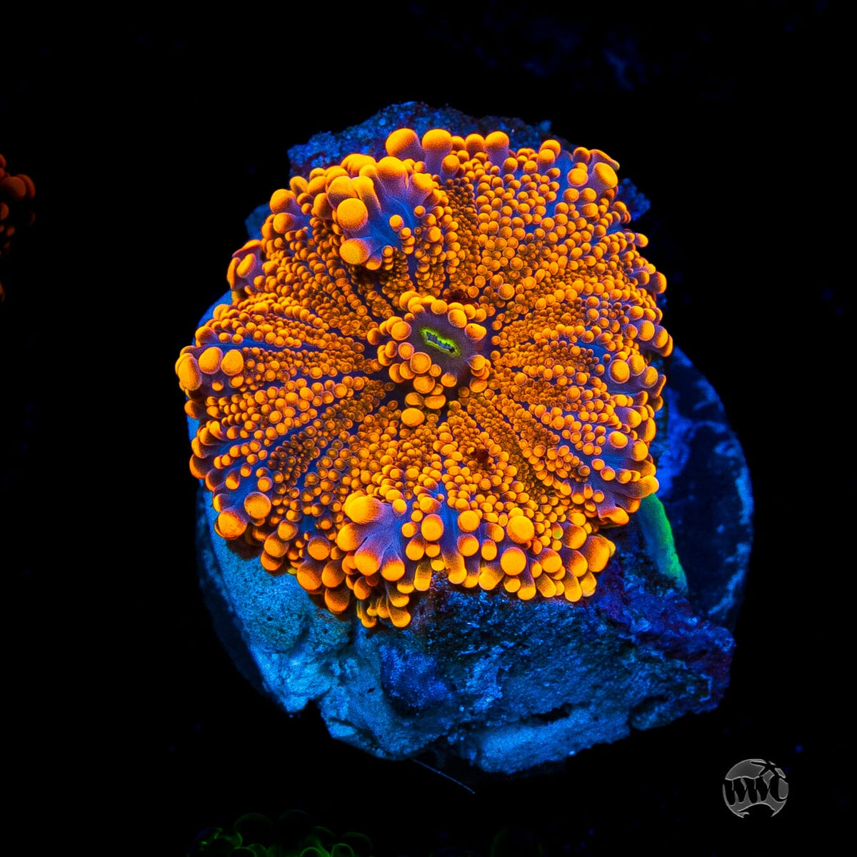 Flamethrower Yuma Mushroom