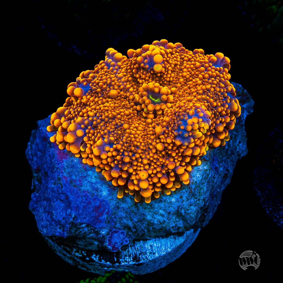 Flamethrower Yuma Mushroom