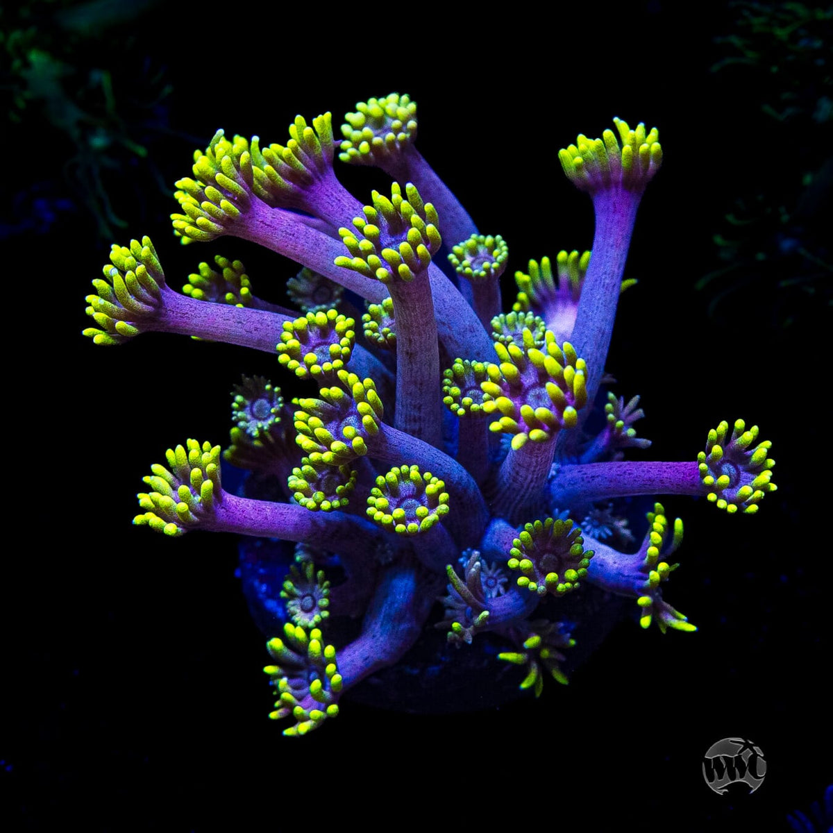 WWC Hail Hydra Goniopora