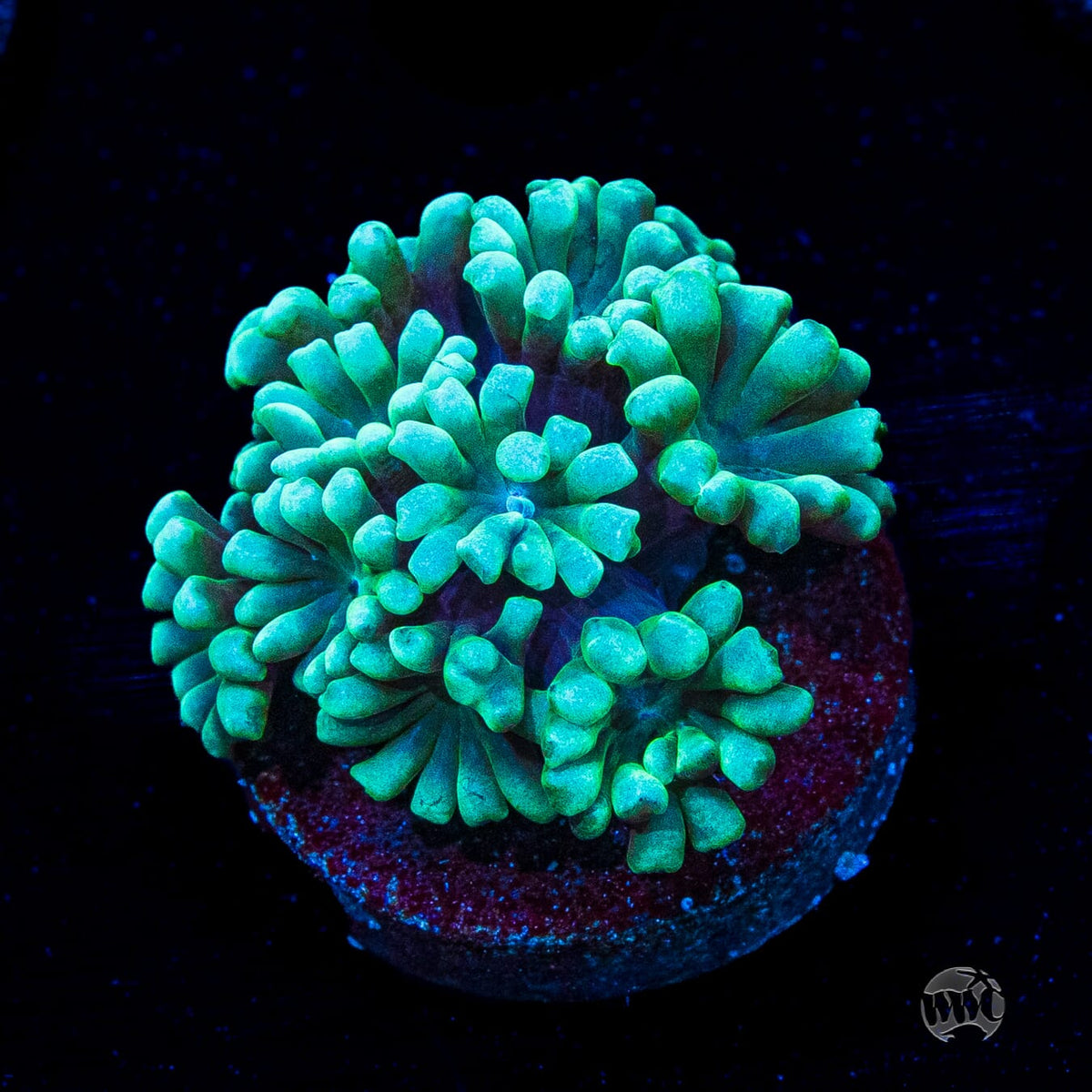 Spearmint Alveopora
