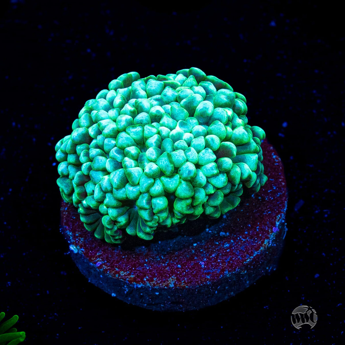 Spearmint Alveopora