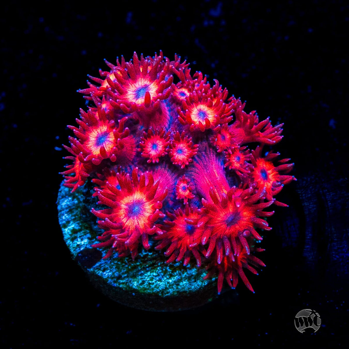 WWC Ragin Rojo Goniopora