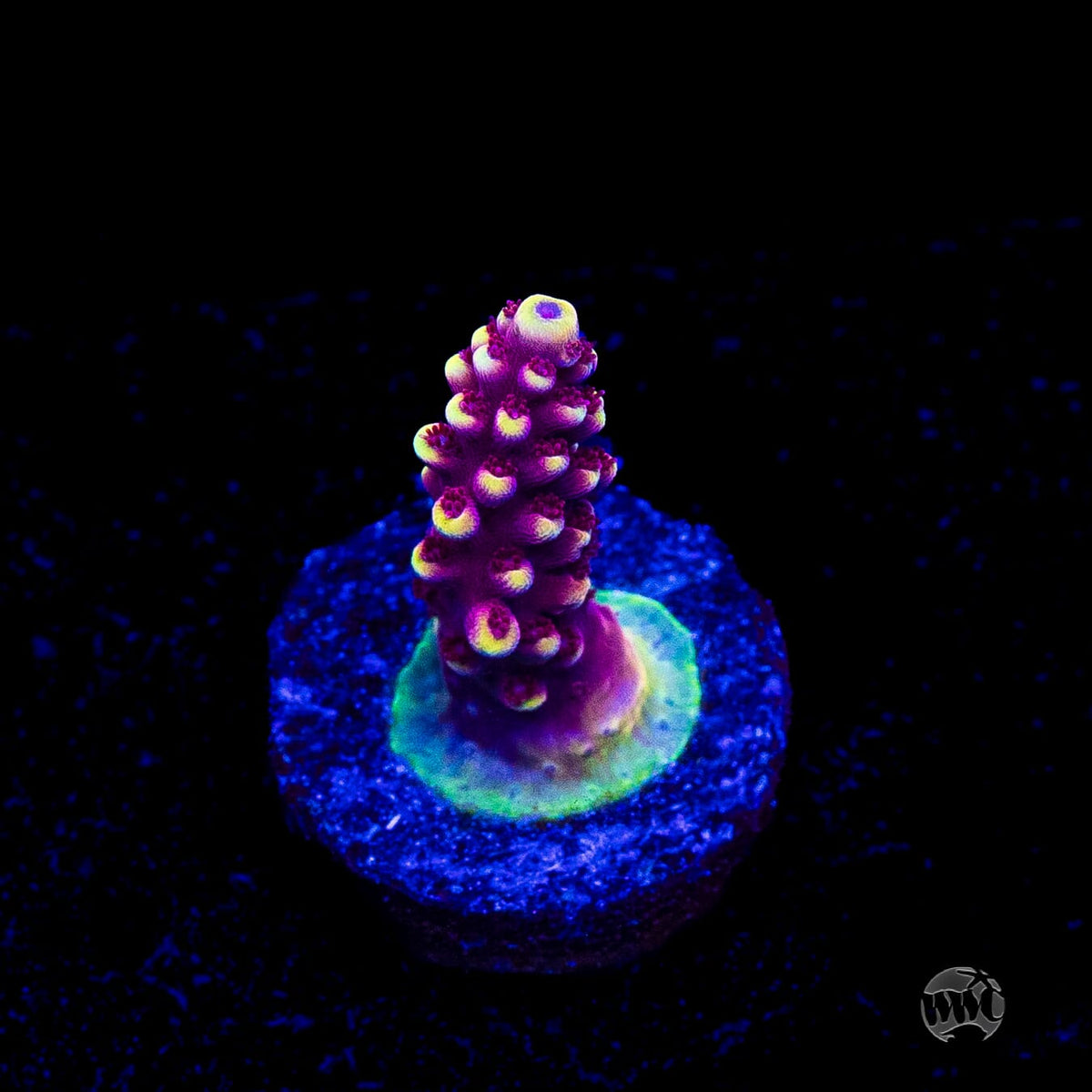 WWC Terra Red Acropora