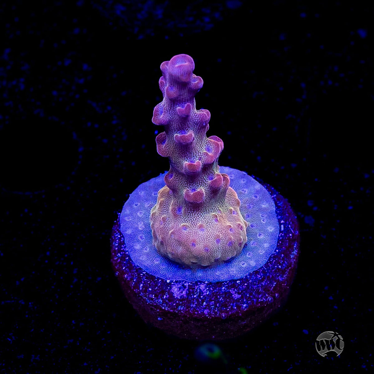 WWC Joe Dirte Acropora