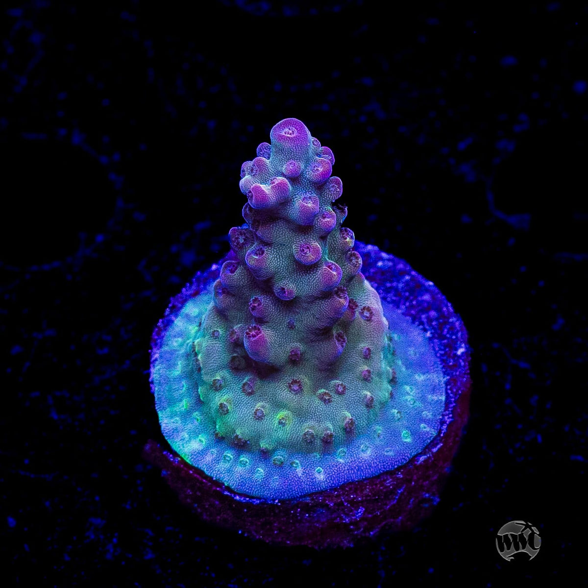 WWC Joe Dirte Acropora