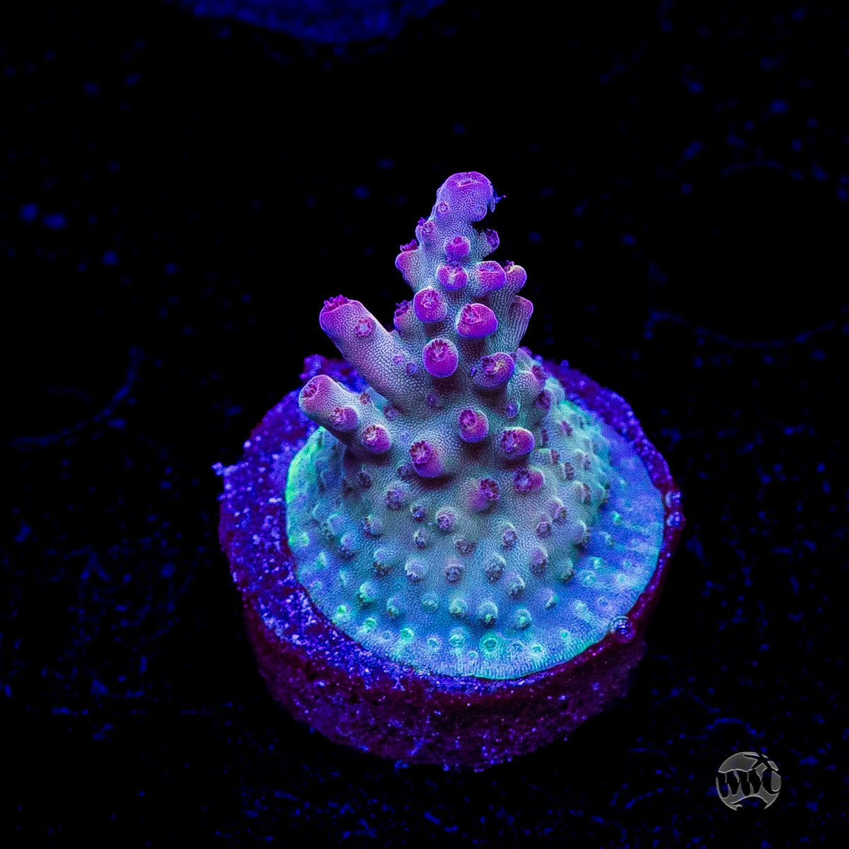 WWC Joe Dirte Acropora