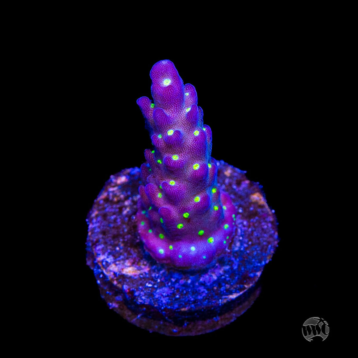 WWC Blueberry Fields Acropora