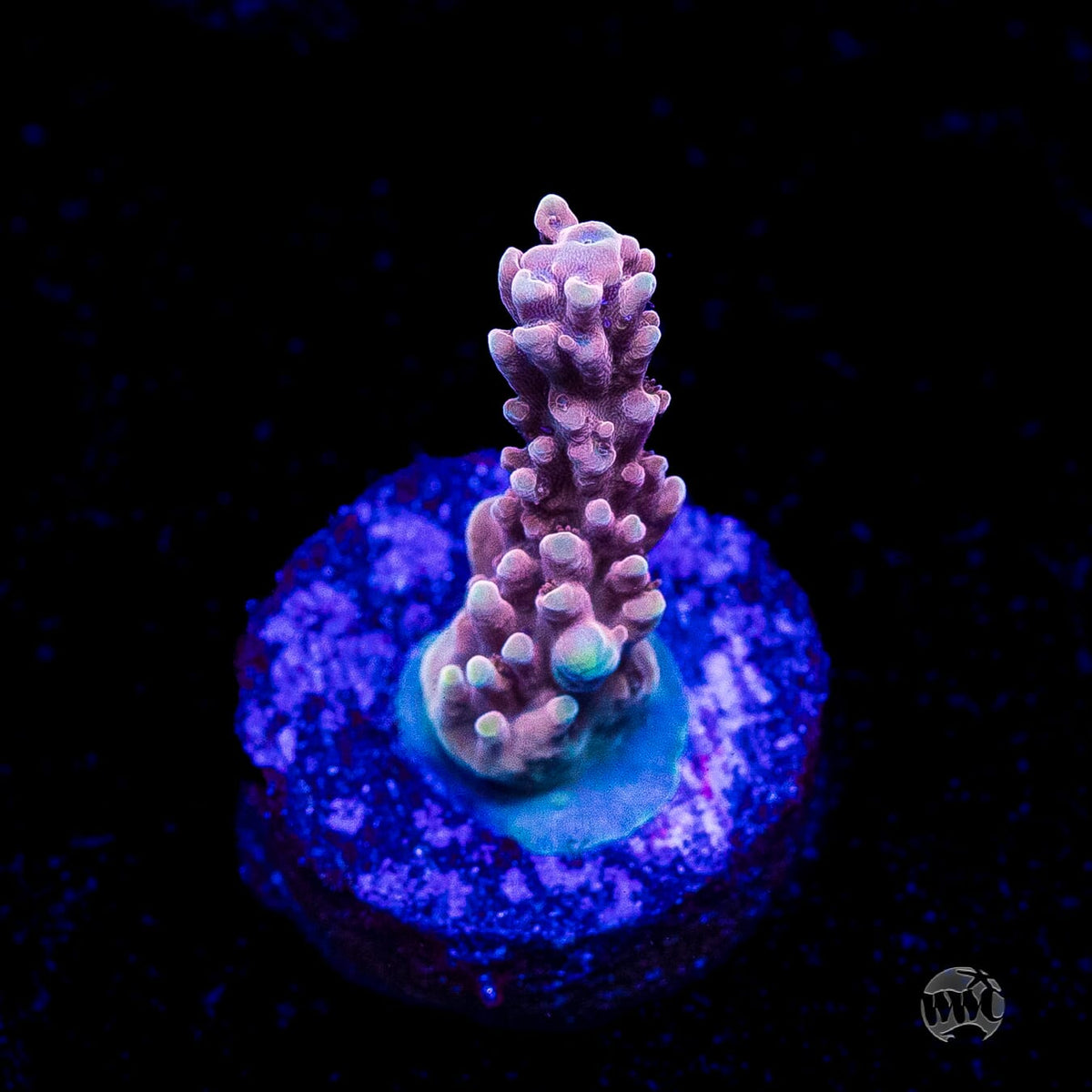 WWC Inner Planet Acropora