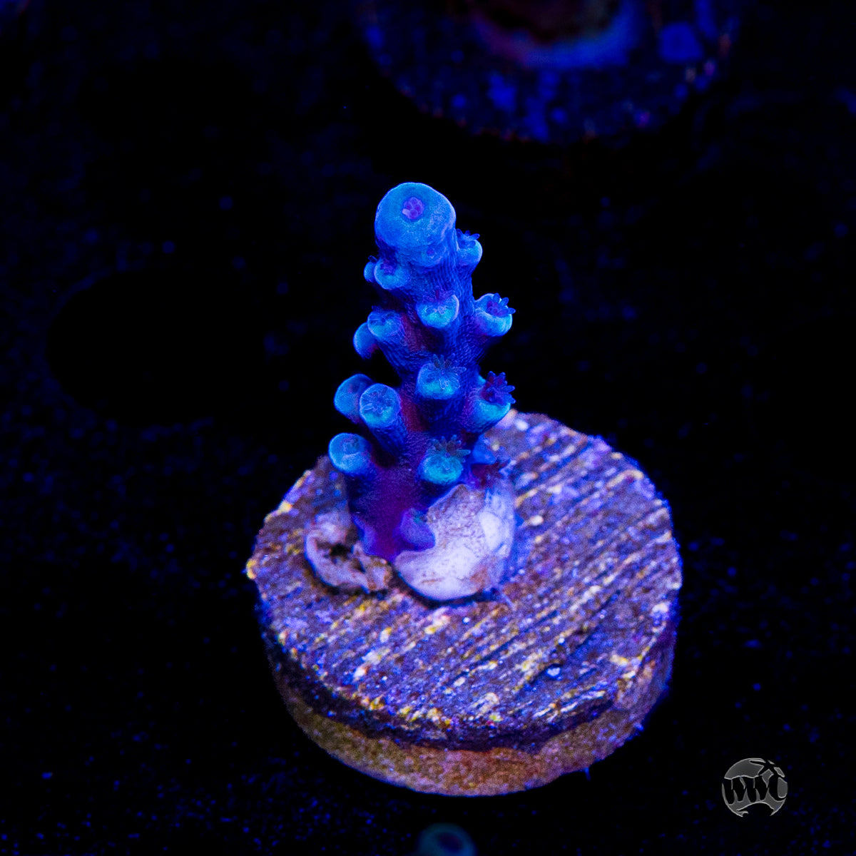 Oregon Tort Acropora