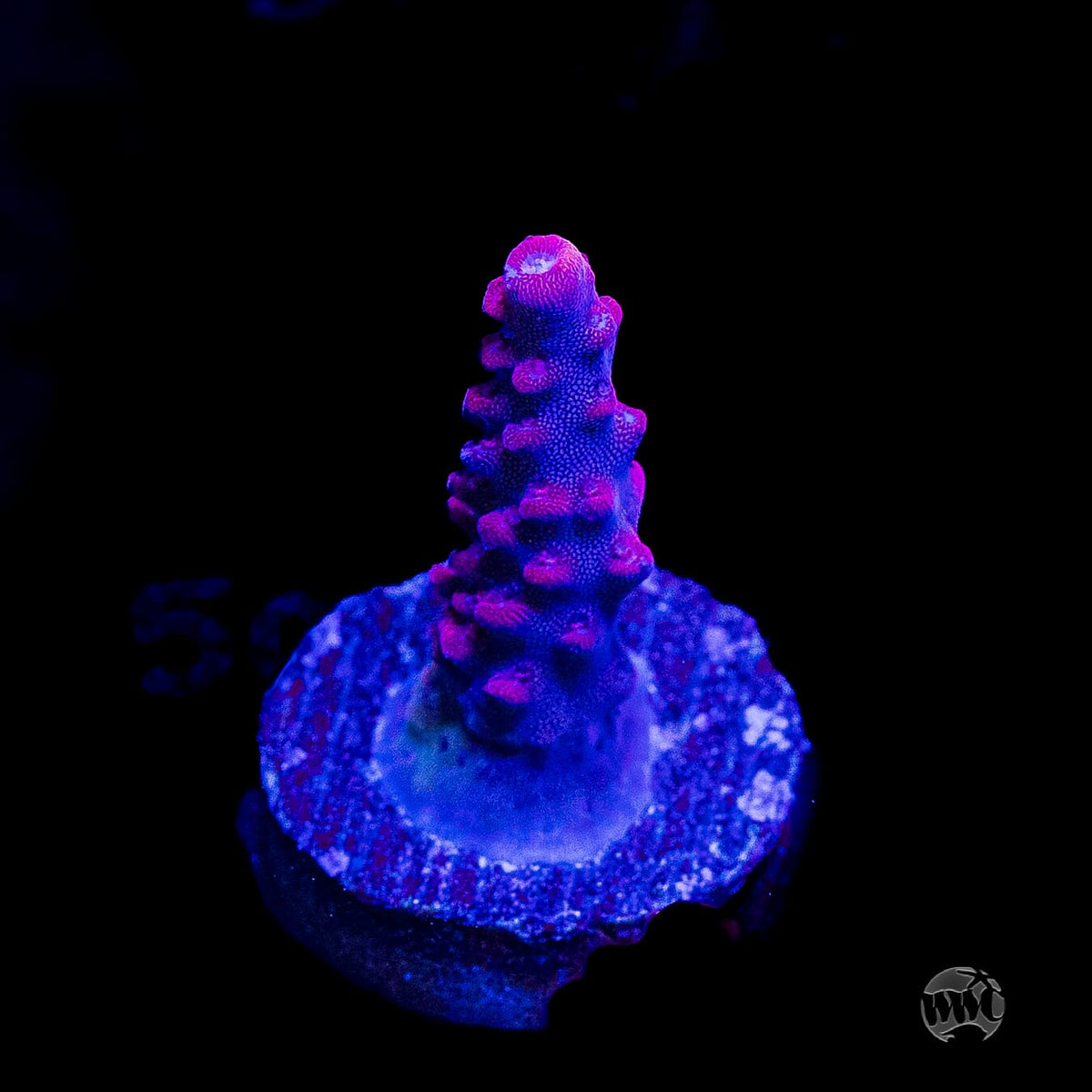Frag Farmer Red Robin Acropora