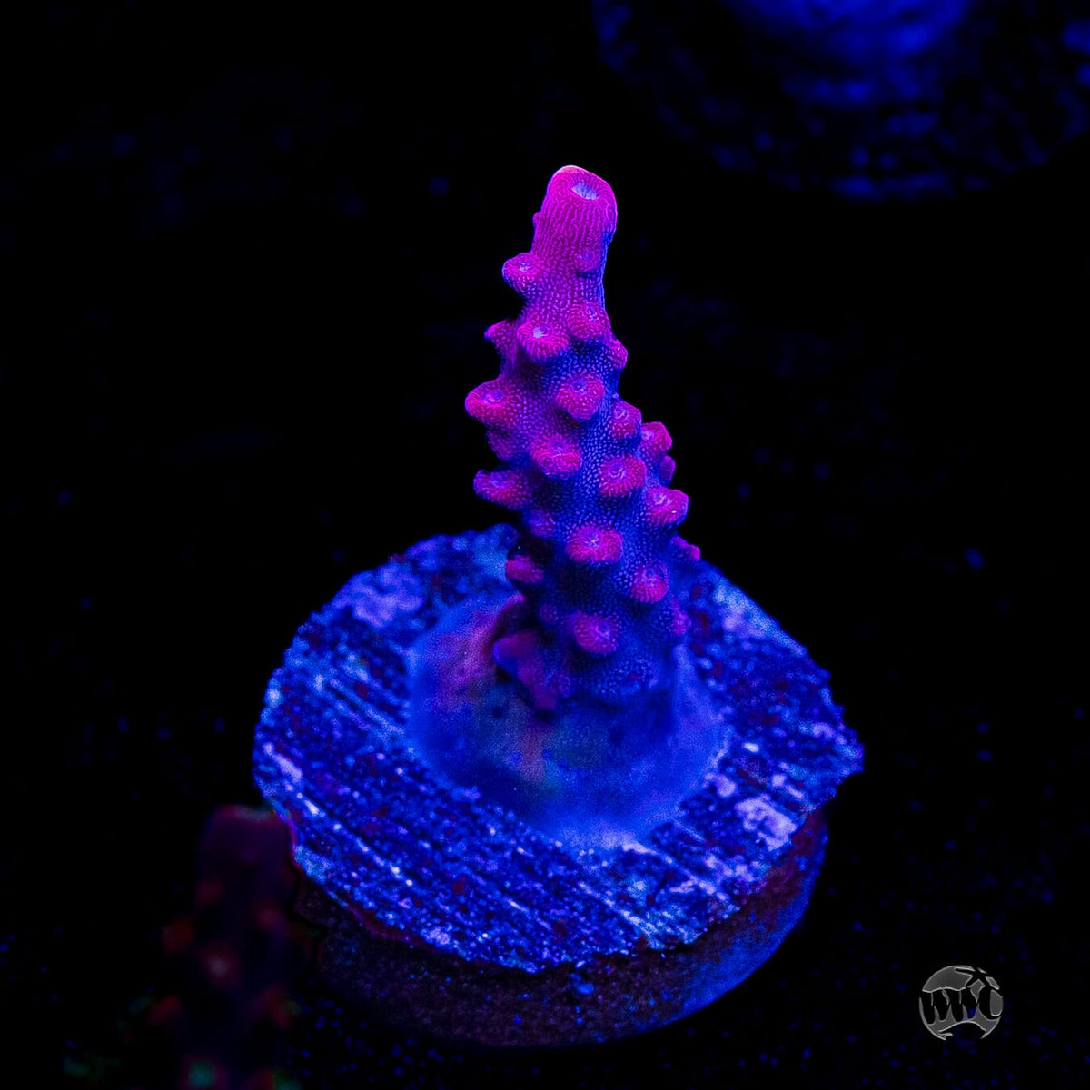 Frag Farmer Red Robin Acropora