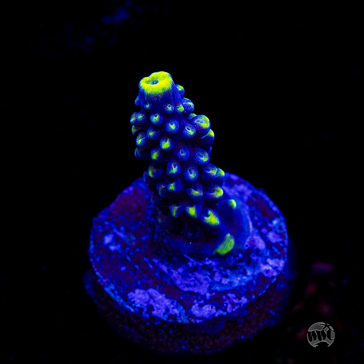 WWC Spectacular Stag Acropora