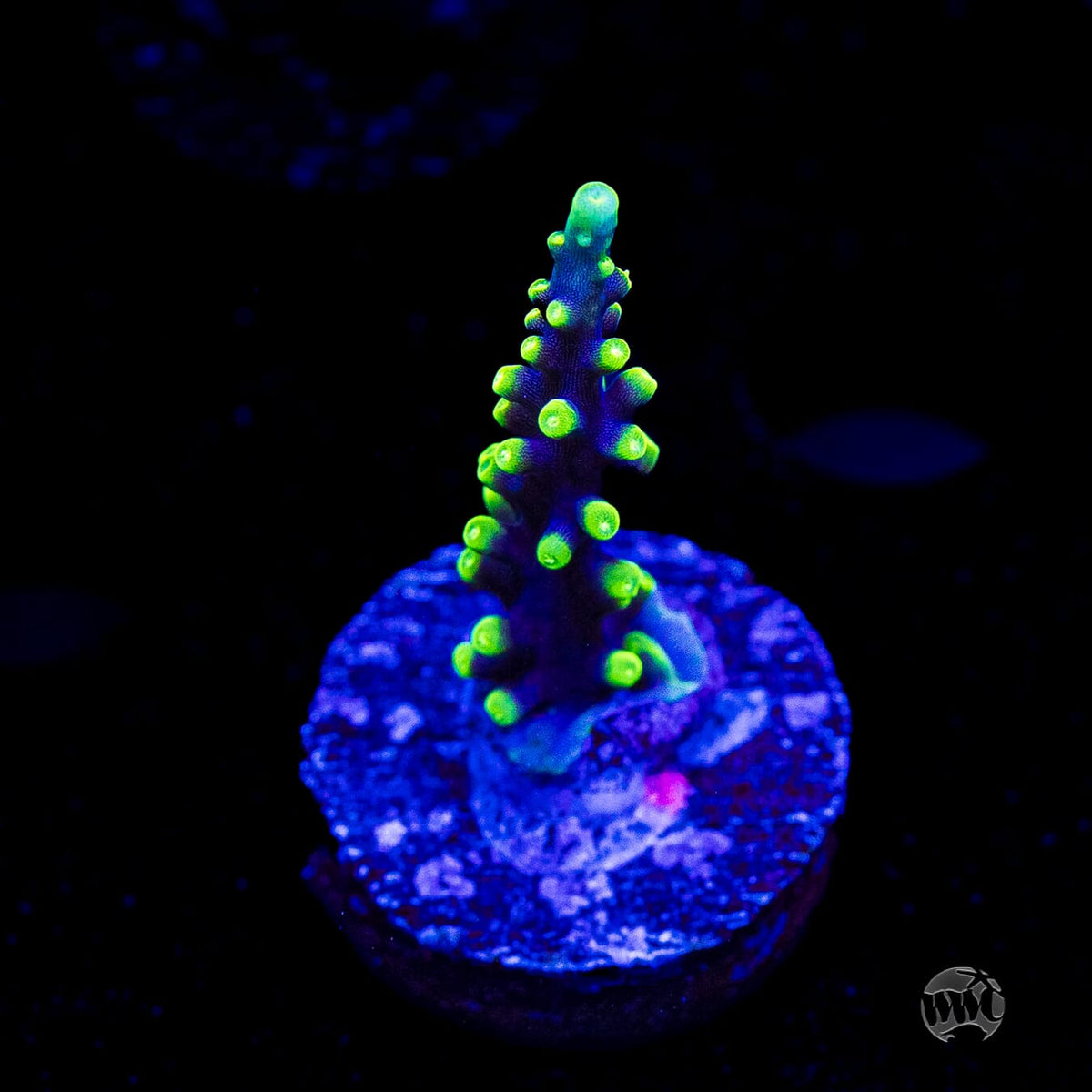 WWC Moonshine Acropora