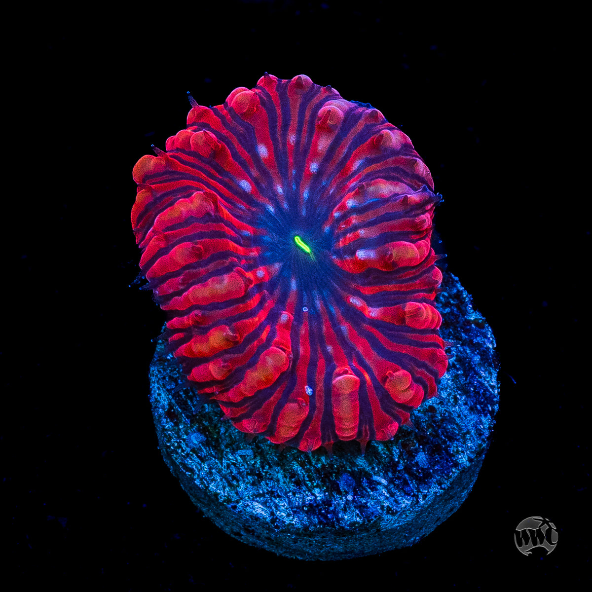 VDM Blastomussa