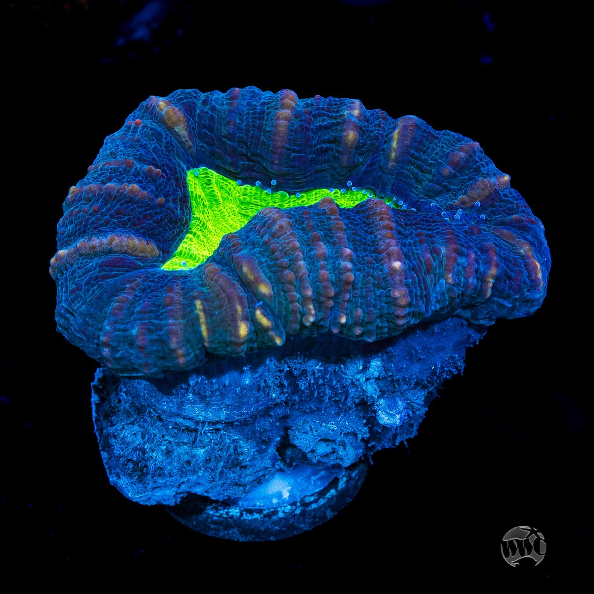 Poison Nova Lobophyllia