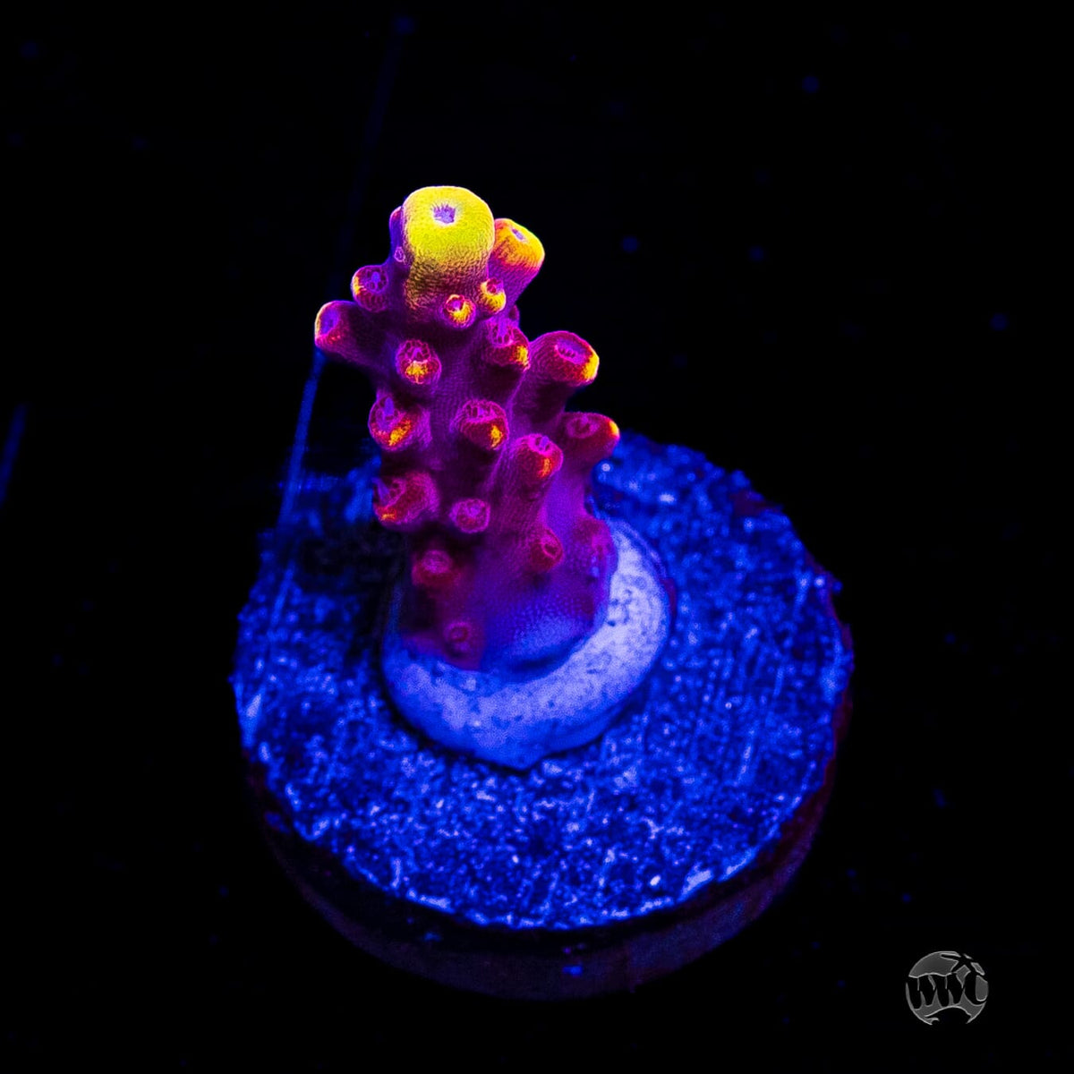 Jason Fox Fox Flame Acropora