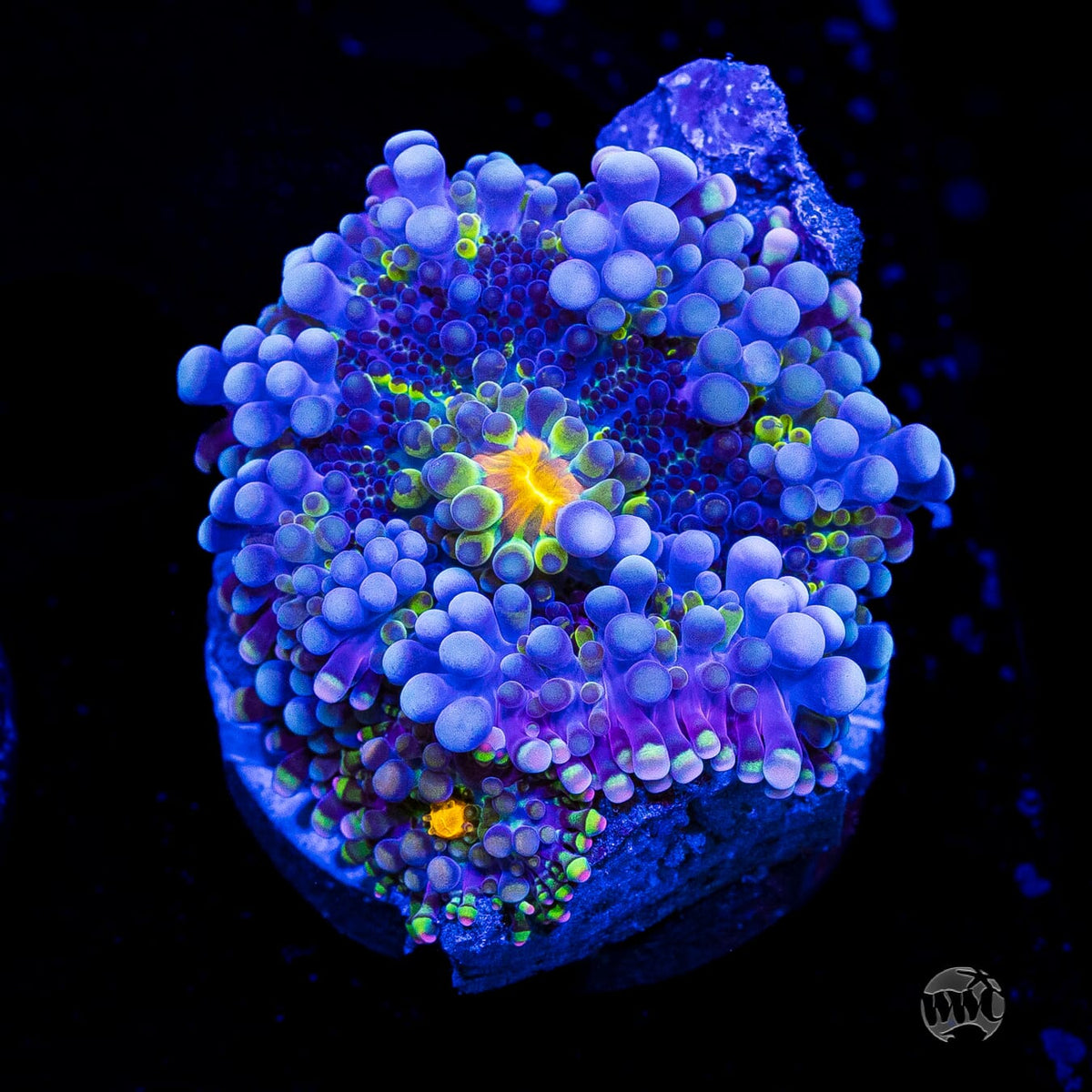 Frosted Nurple Yuma Mushroom