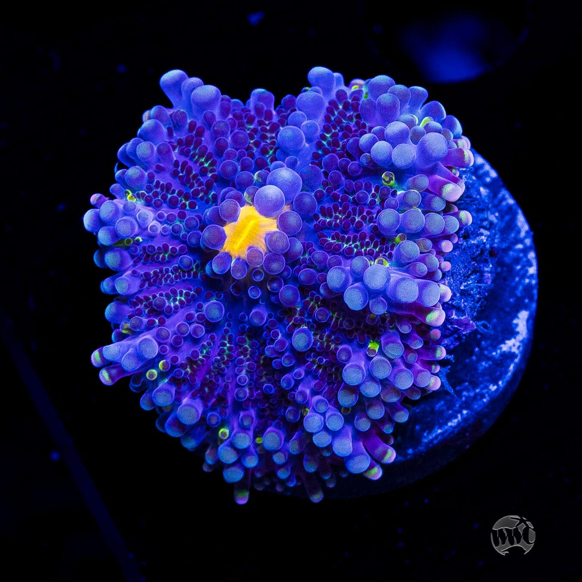 Frosted Nurple Yuma Mushroom