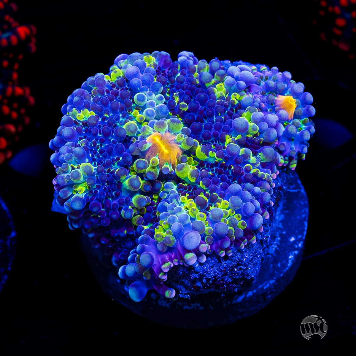 Frosted Nurple Yuma Mushroom