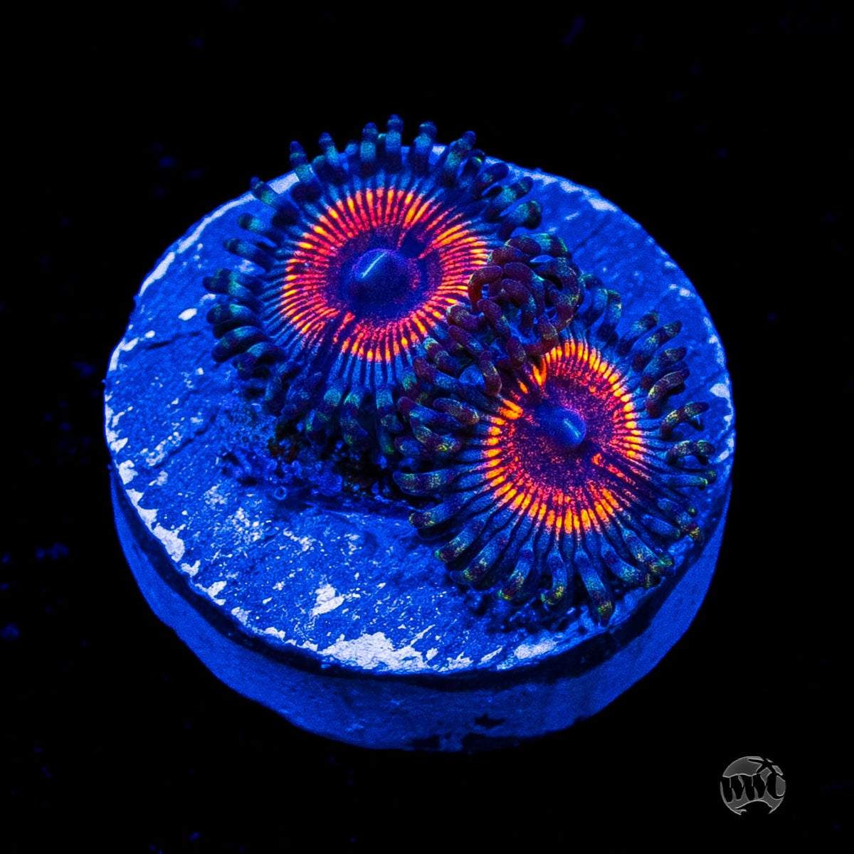 Armor of God Zoanthids