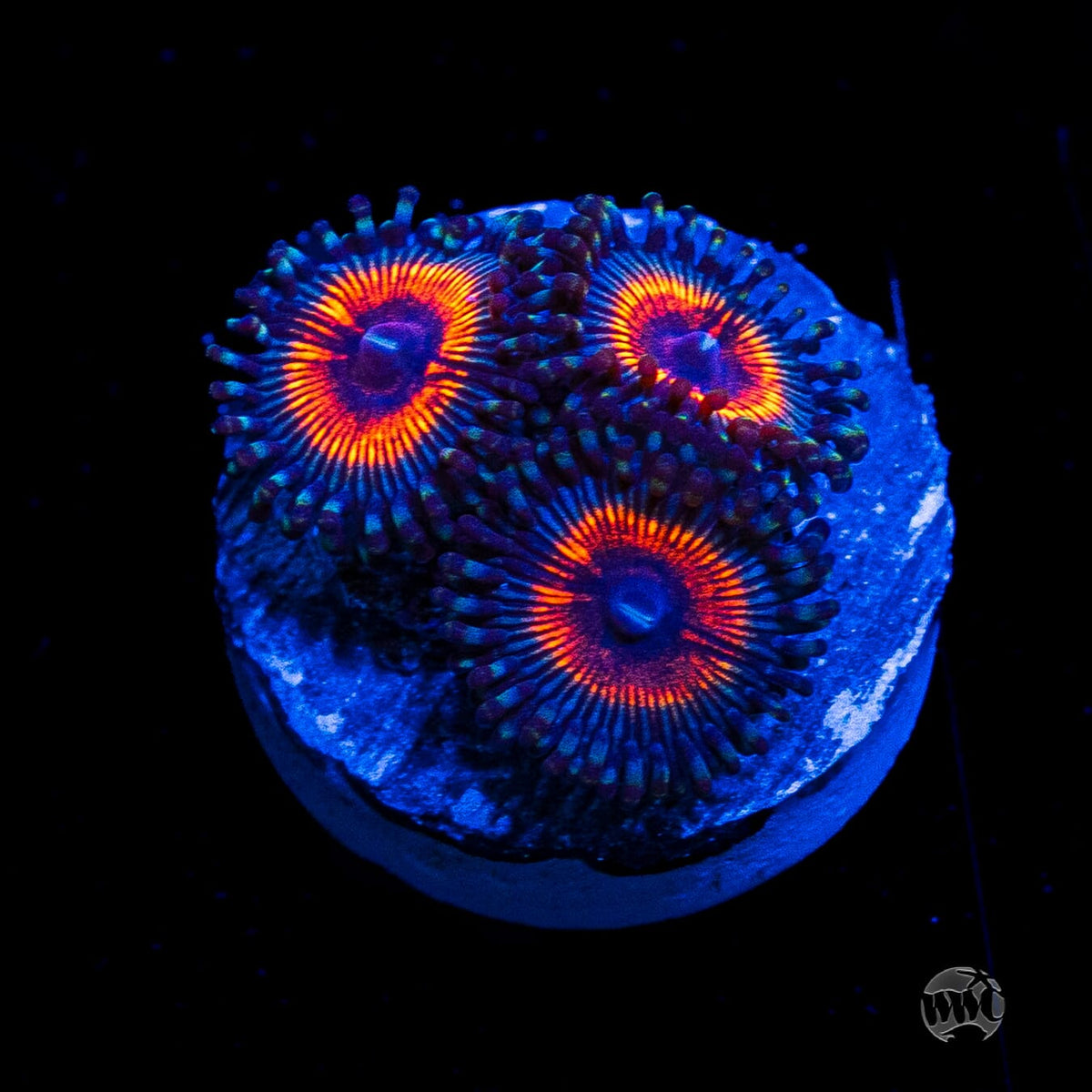 Armor of God Zoanthids