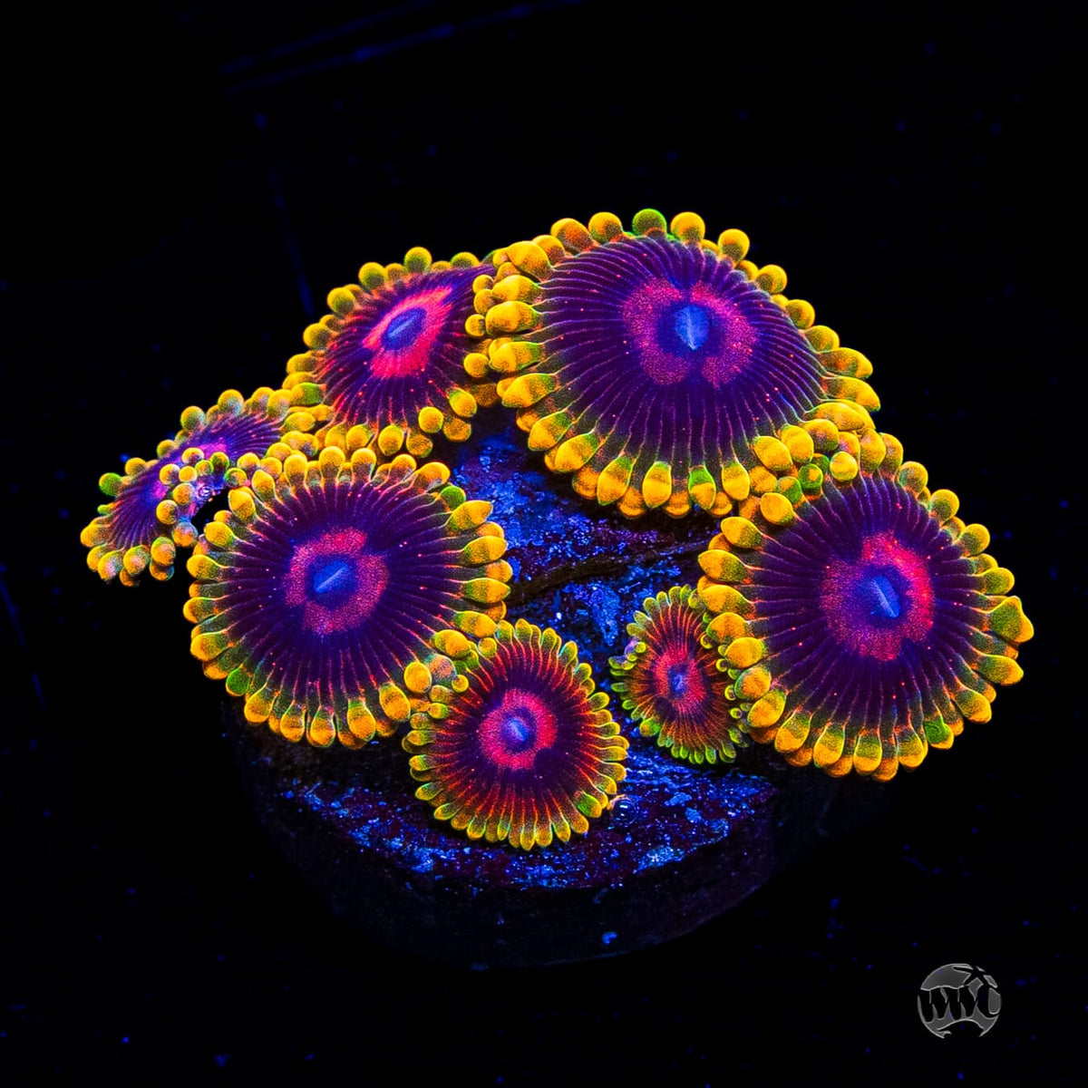 Mind Trick Zoanthids