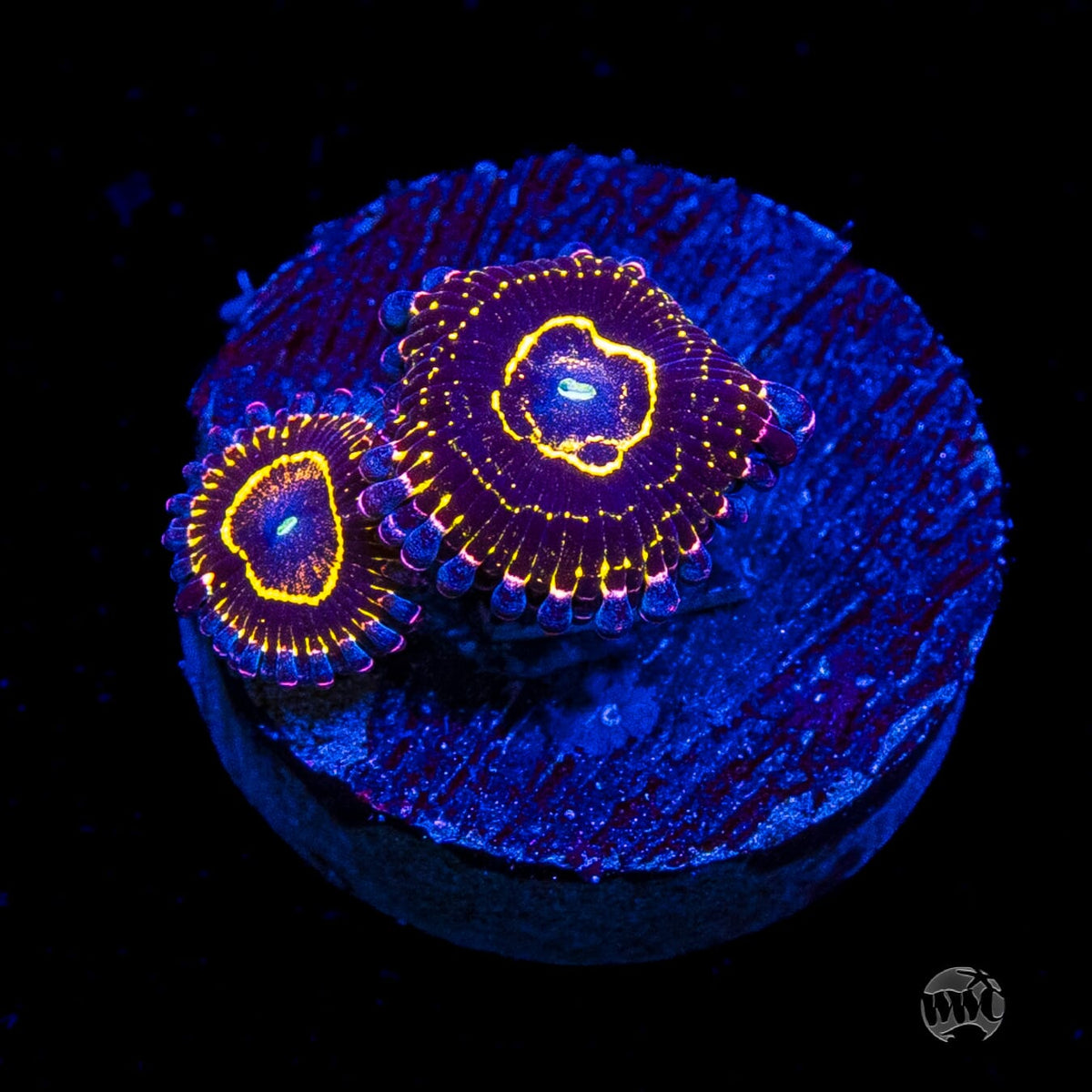 Stratosphere Zoanthids