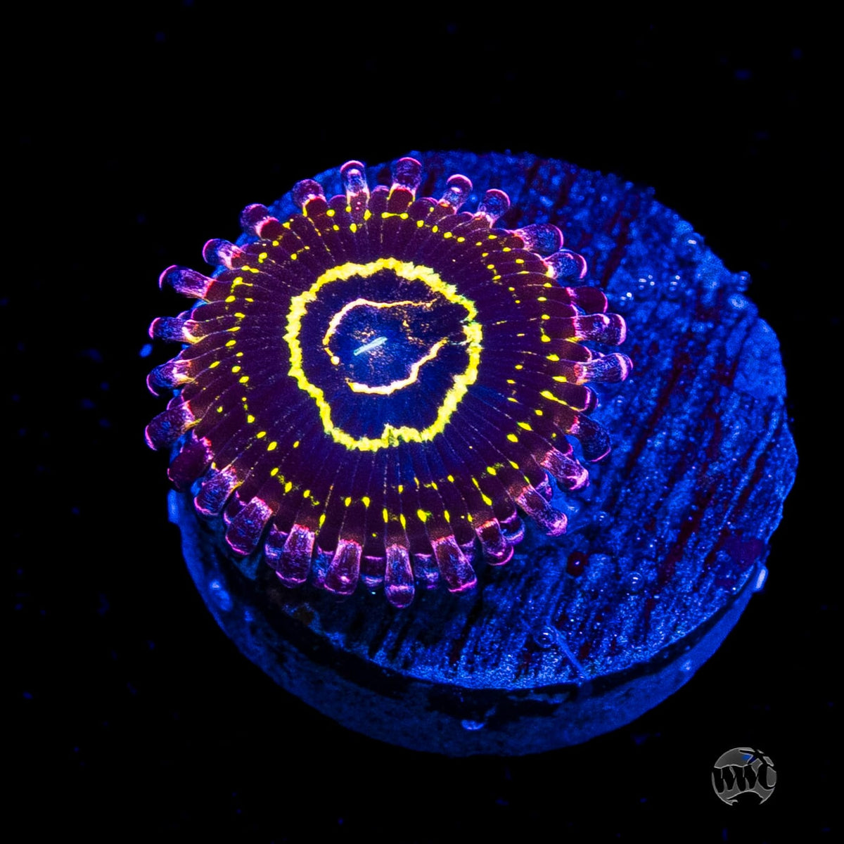 Stratosphere Zoanthids