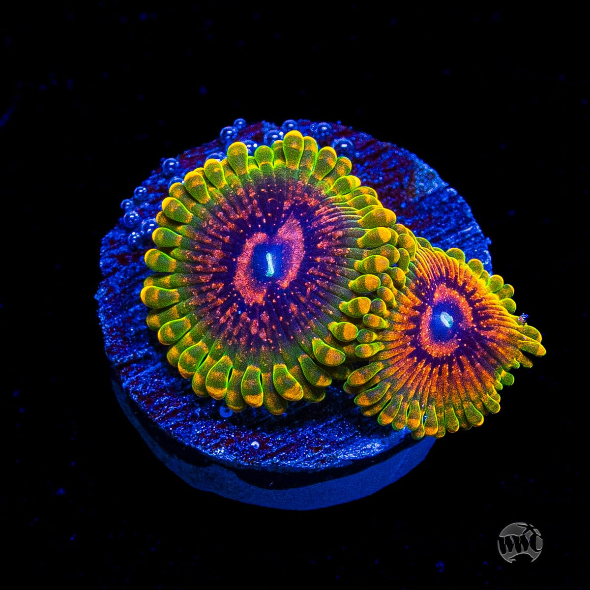 Grand Master Krakatoa Zoanthids
