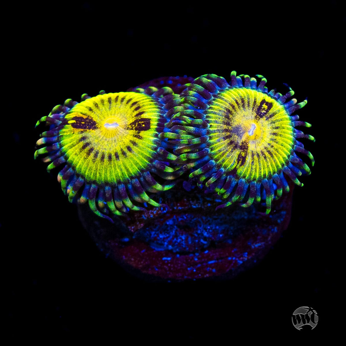 Butt Muncher Zoanthids