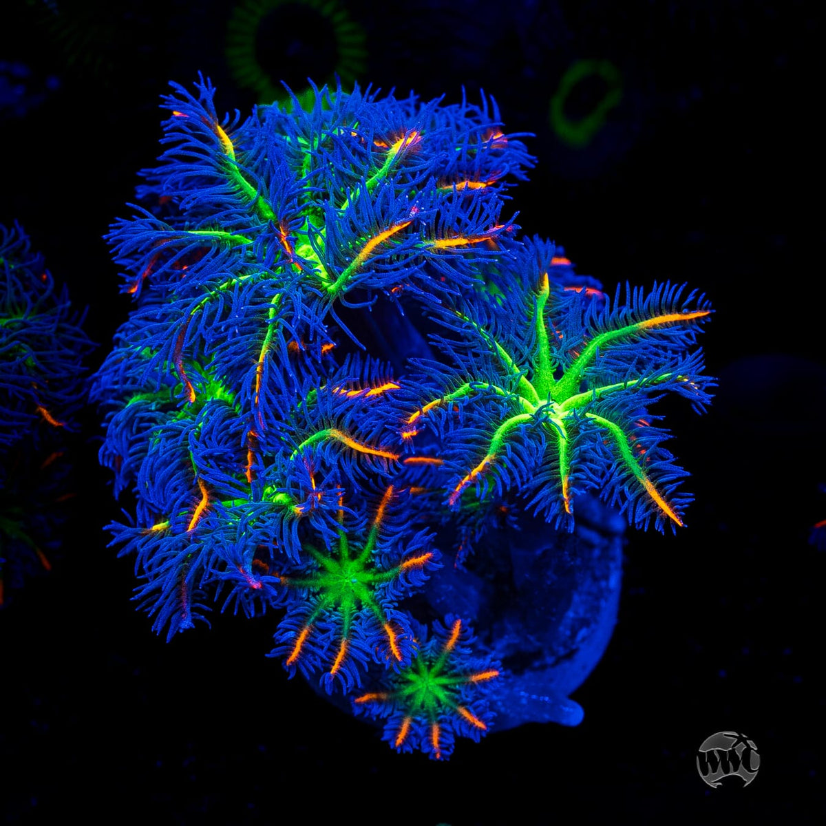 WWC High Voltage Clove Polyps