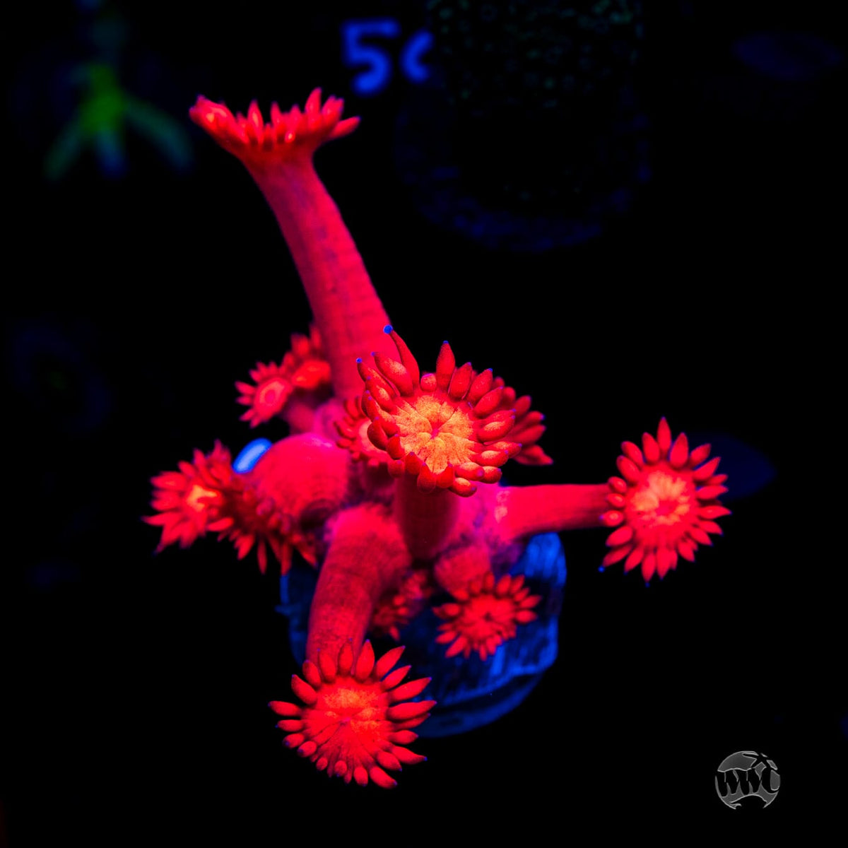 WWC Inferno Goniopora