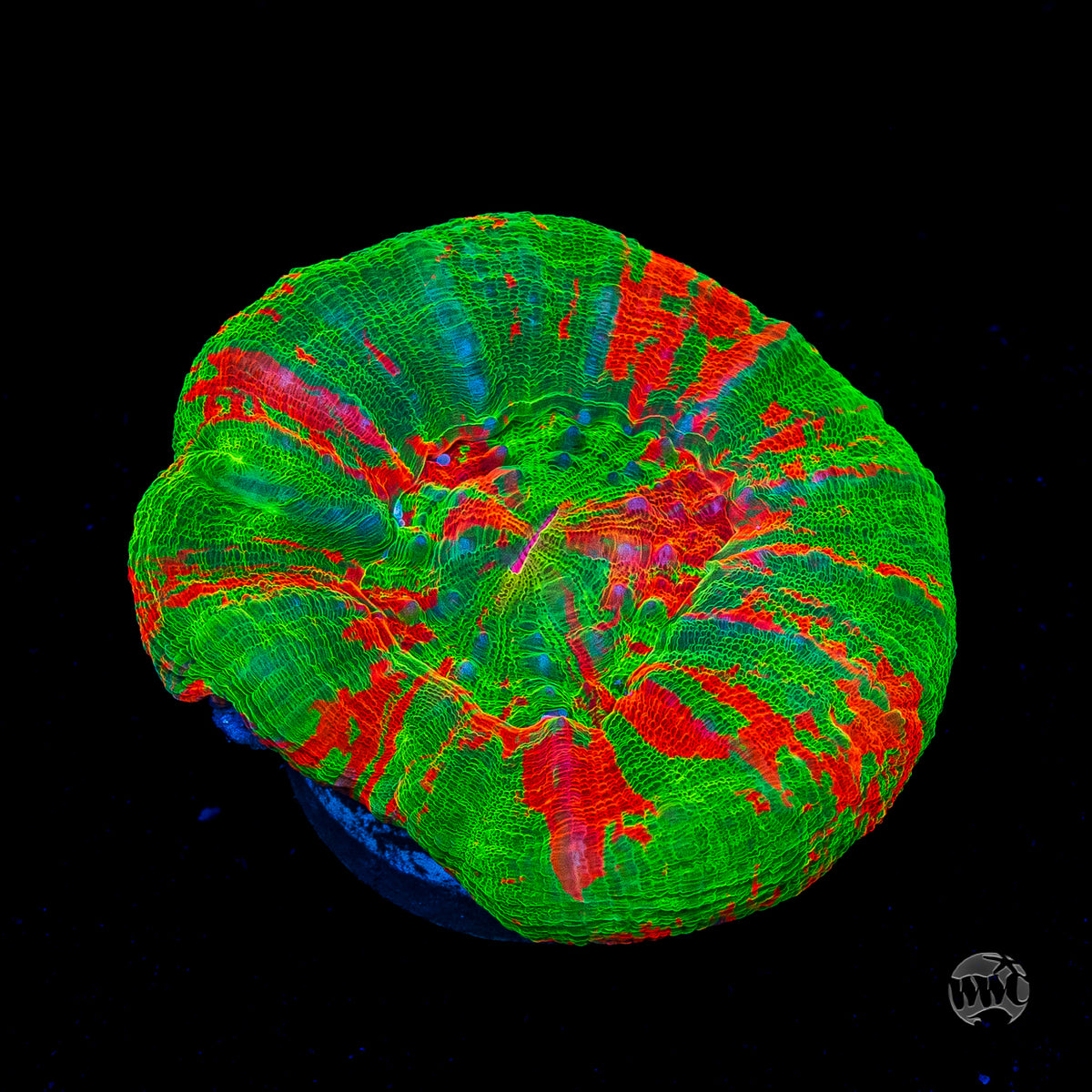 Bleeding Apple Scolymia