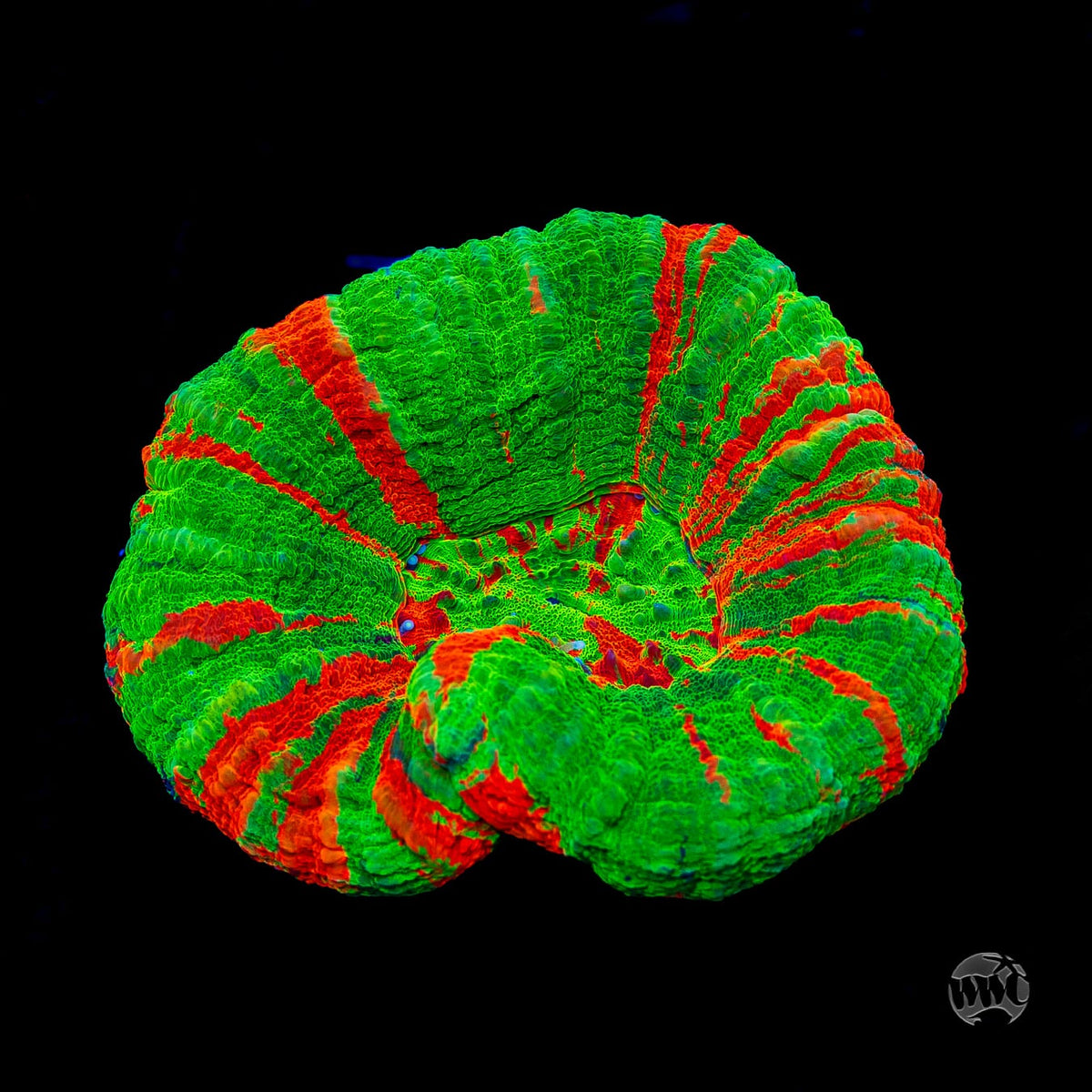 Bleeding Apple Scolymia