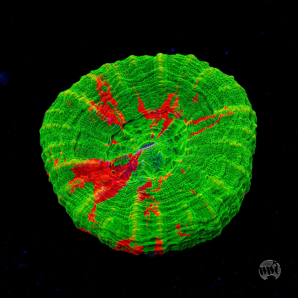 Bleeding Apple Scolymia