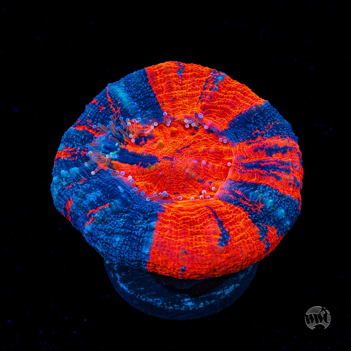 Warpaint Scolymia